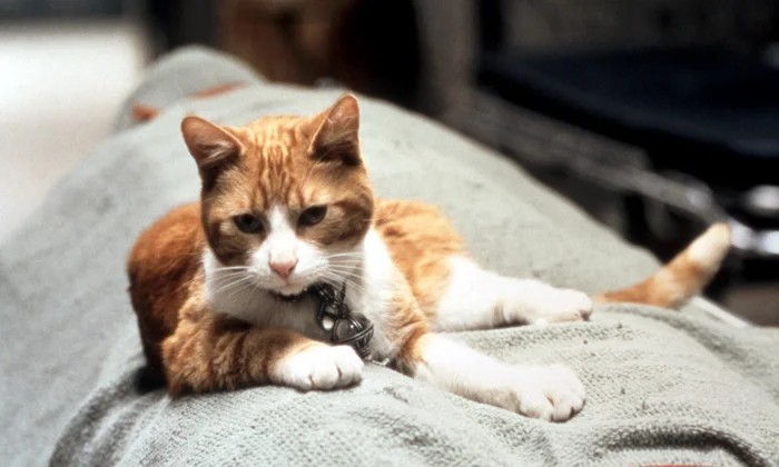 The cat in Men in Black had its own stunt double.