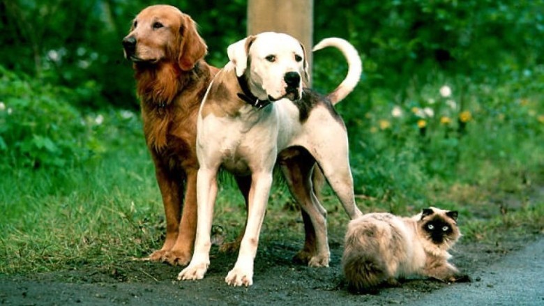 Homeward Bound used over 20 animal actors!