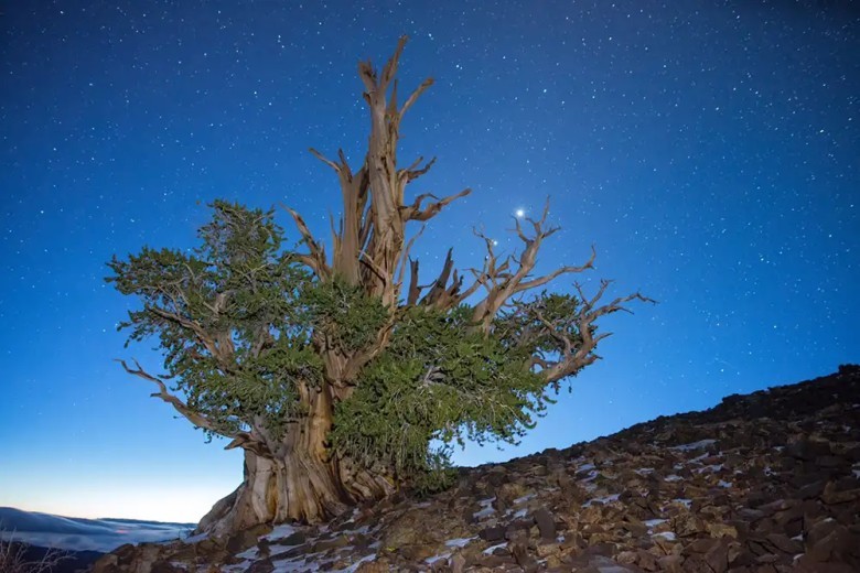 The oldest living tree is over 4,800 years old.