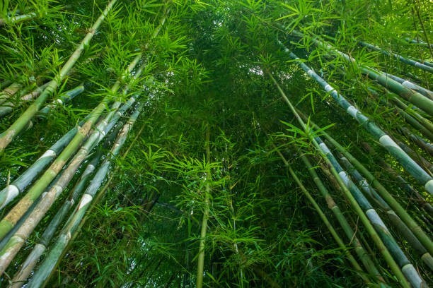 Bamboo is technically a grass, but it’s the fastest-growing “tree.”