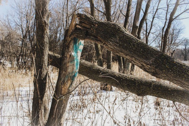 Trees never die of old age alone.