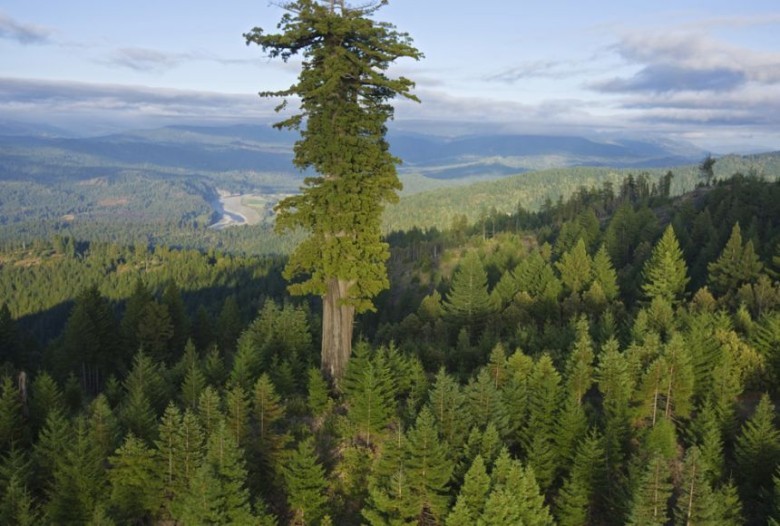 The tallest tree on Earth is named Hyperion.