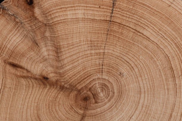 Tree rings tell climate history.