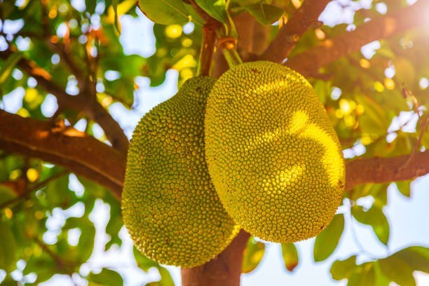 Some trees grow fruit that can weigh more than you!
