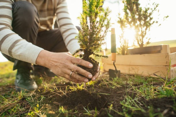 Planting trees really helps fight climate change.