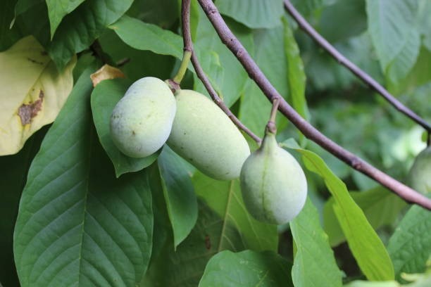 It grows in the wild, not on grocery shelves