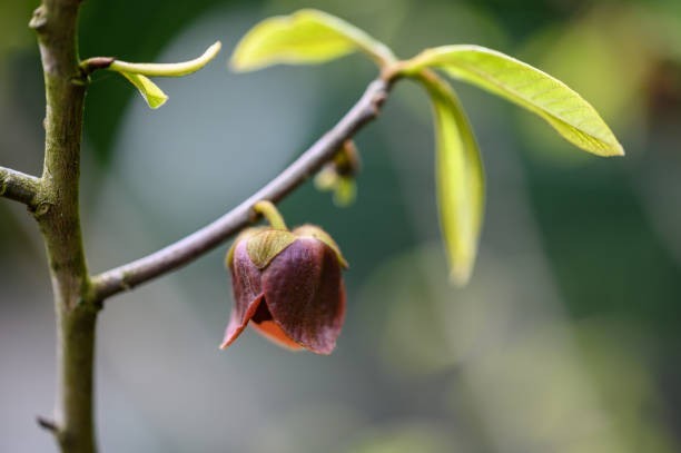 Pawpaw trees have unique flowers