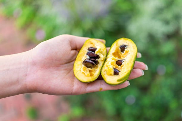 Seeds are large and inedible
