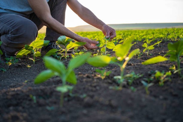 Making a comeback with local growers