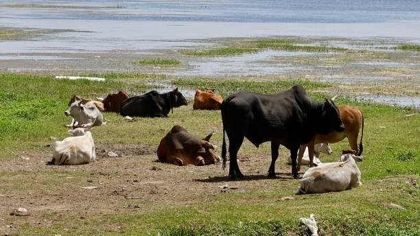 There are over 800 cattle breeds worldwide