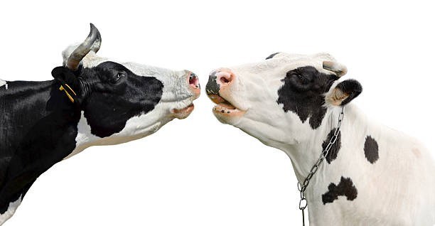 Cows communicate through mooing
