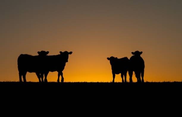 Cows don’t sleep much