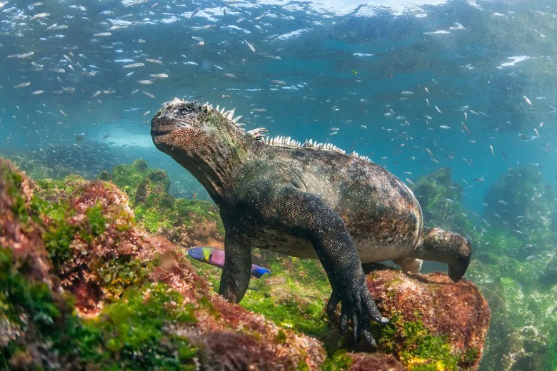 GalĂĄpagos Islands, Ecuador