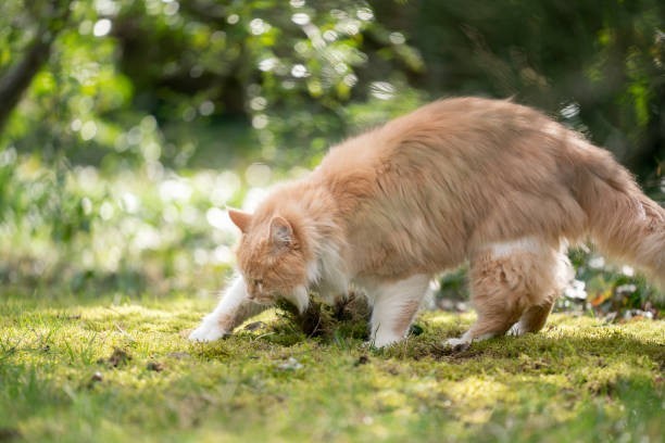 Cats naturally prefer it