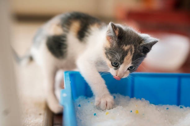 Some cats are picky about texture