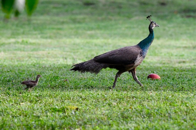 They’re Actually Peafowl