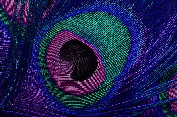 They Have Incredible Tail Feathers