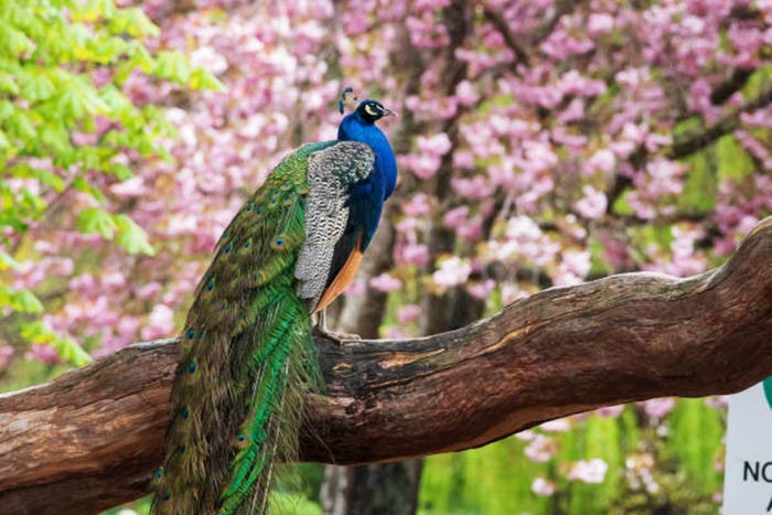Peacock