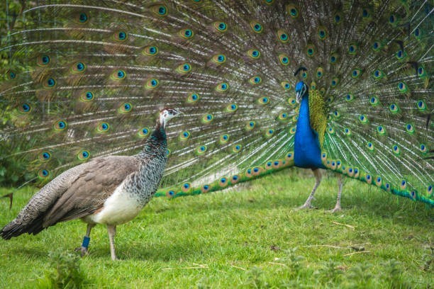 They Shake Feathers to Impress