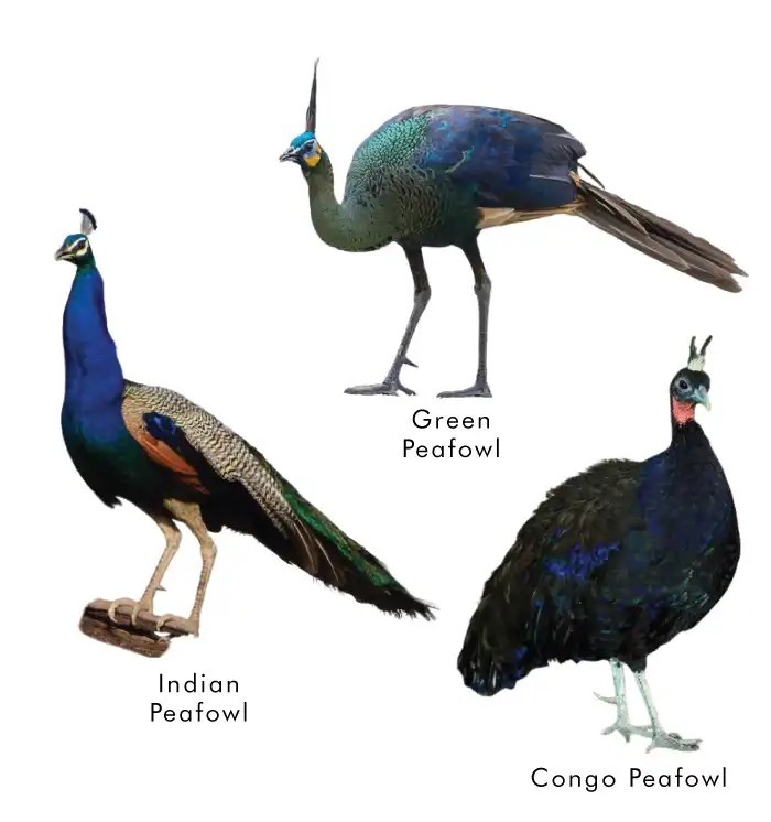 There Are Three Main Species
