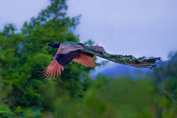 They Can Fly (Sort Of)